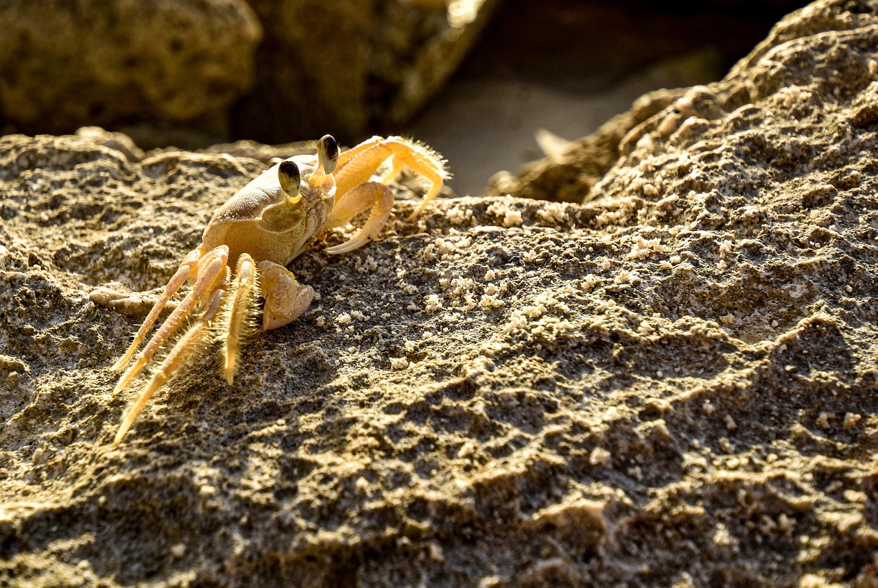 Cut The Crab: Elevating Jakarta’s Seafood Dining Experience