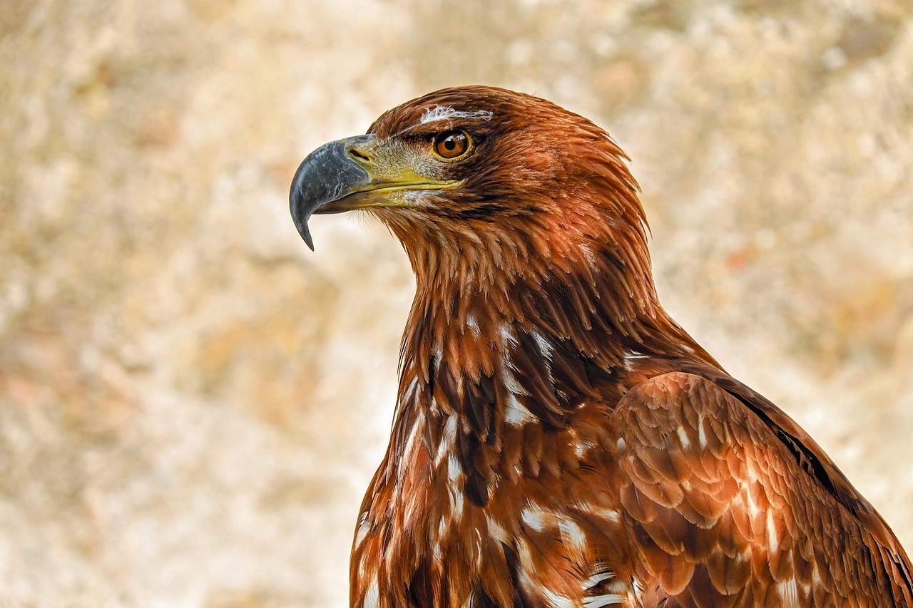 Kroger’s partnership with Giant Eagle sparks enthusiasm