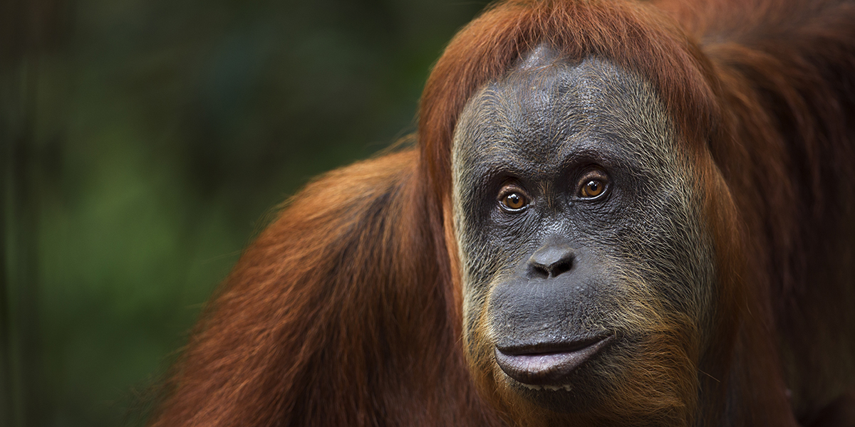 Into the Wild: Guide to Sumatra Orangutan Tours in Bukit Lawang