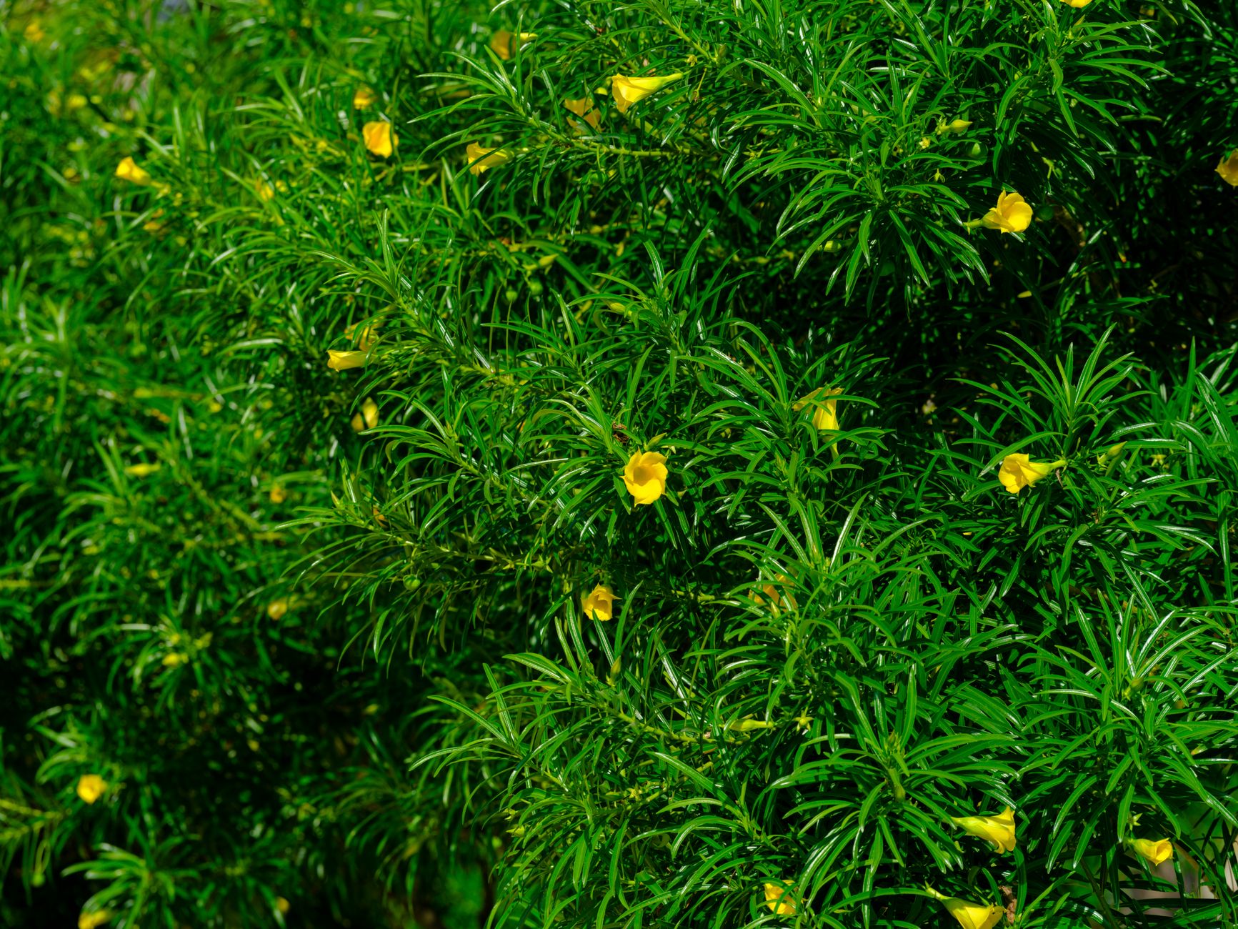 Recommended Plants to Use and Ones to Avoid