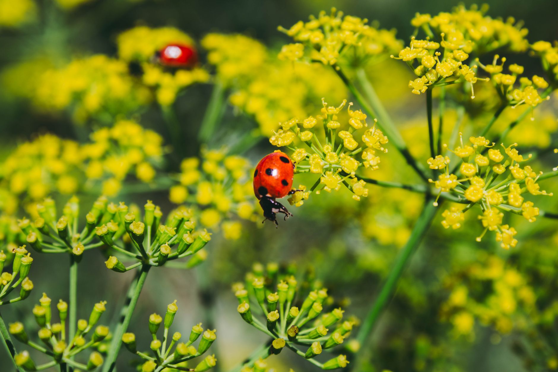 Summer Garden Tips: Pest Control & Upcycling