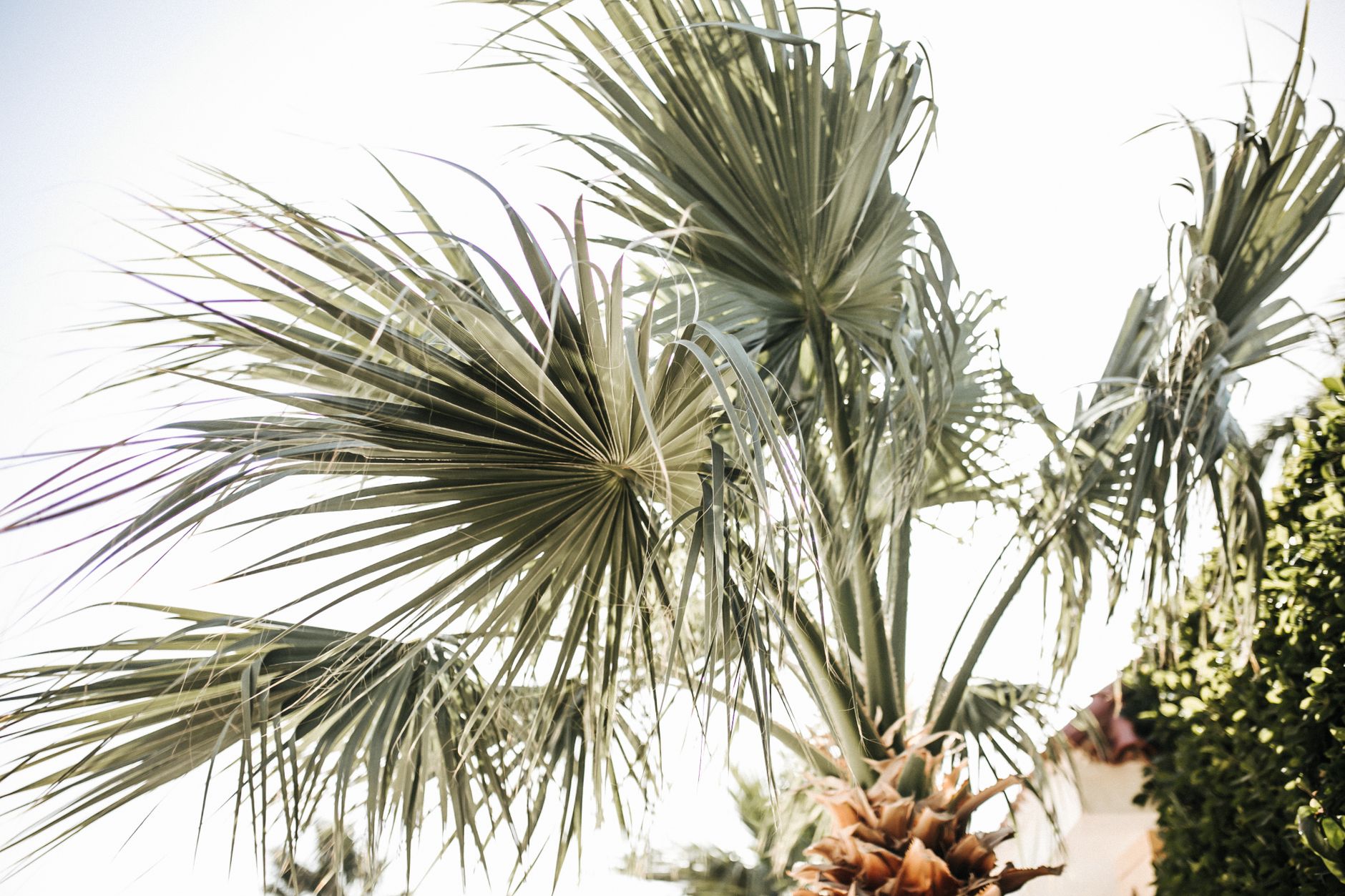 Tropical Plants Add Summer Style