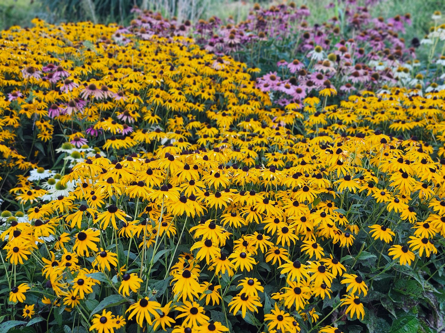 Deer-proof flowers transform front yard garden