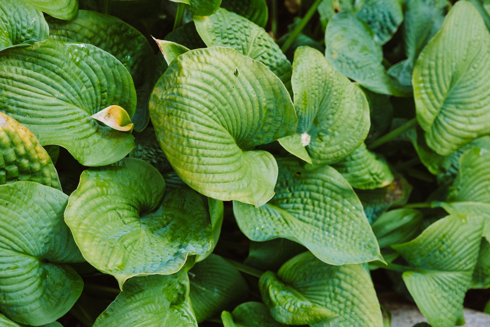 Best blue hostas and perfect pairings