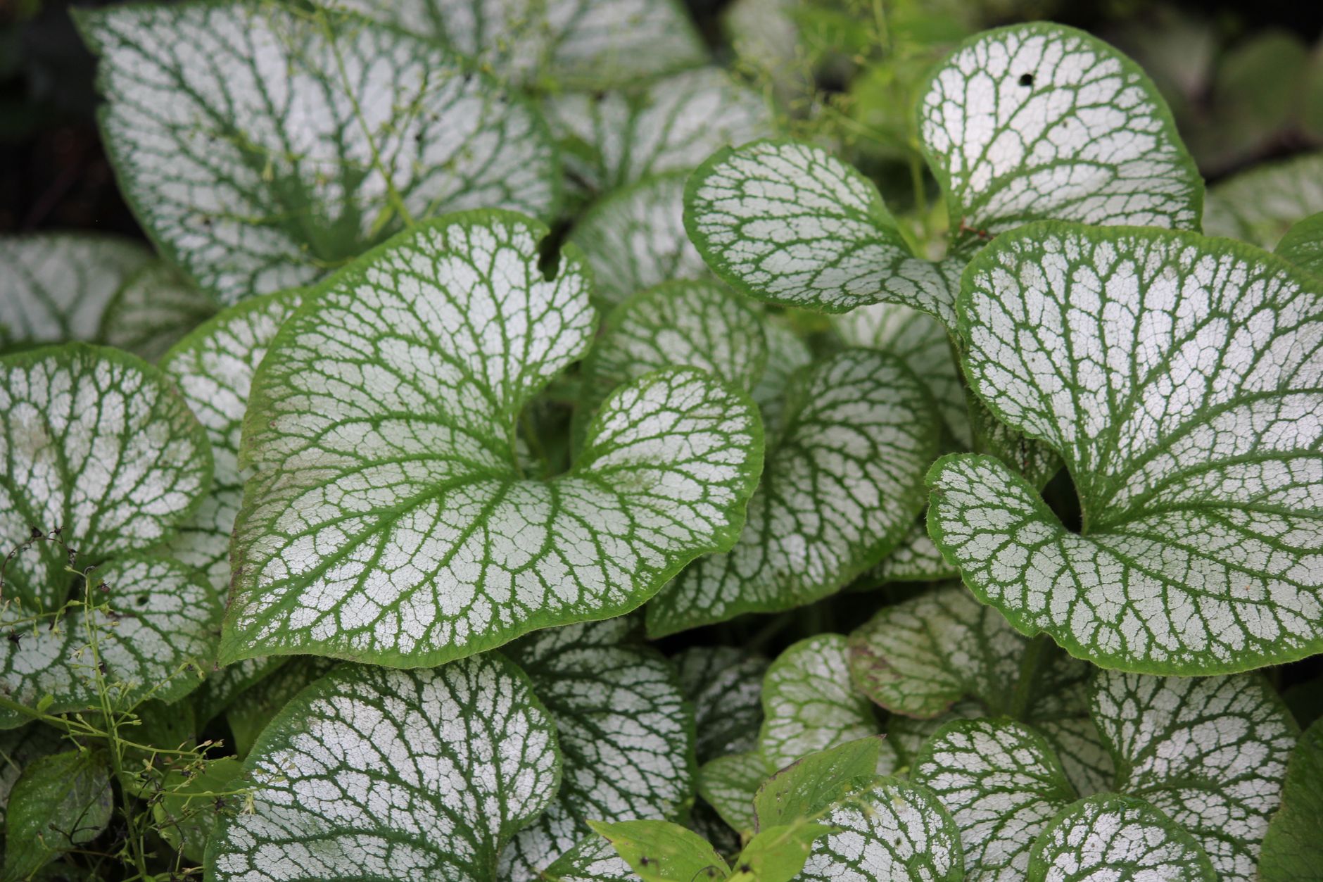 Garden guides six plants lure helpful insects