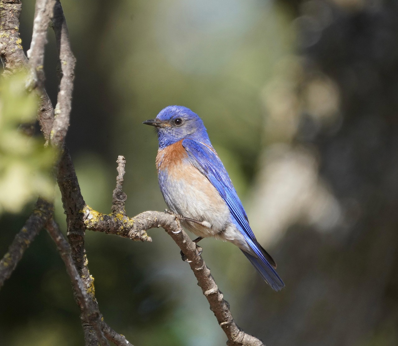 Bluebird House Made from Single Cedar Board