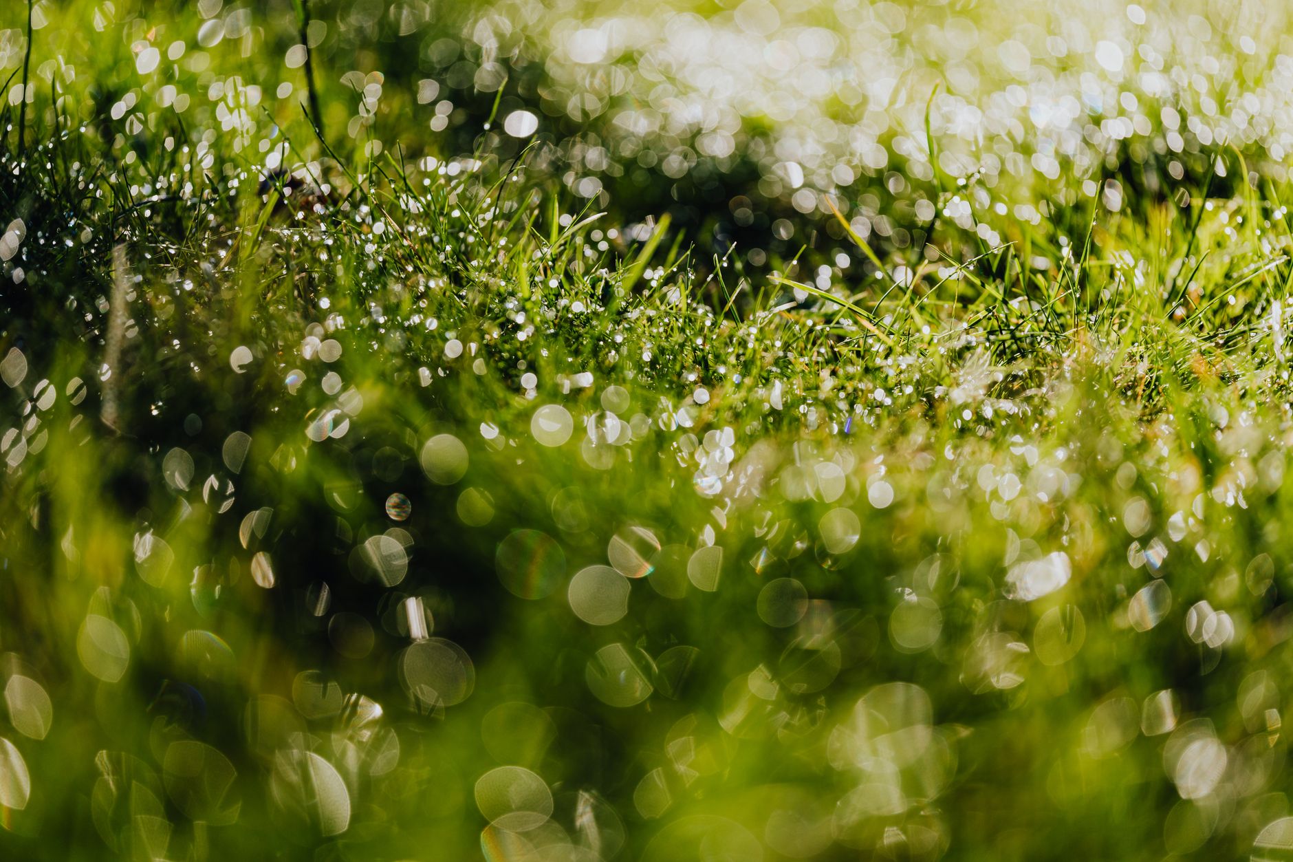 Look after your lawn in heatwave