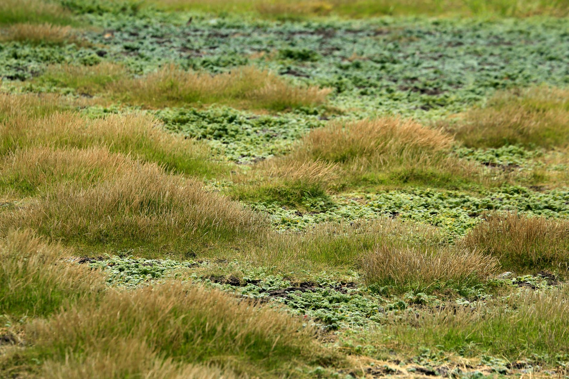 Repairing Bare Patches for Lasting Grass
