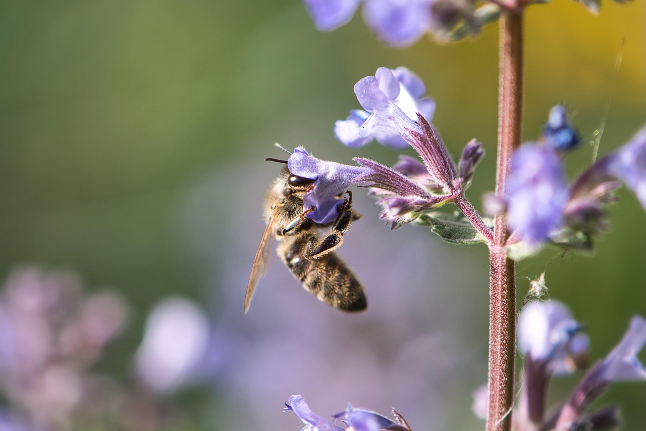 Mediterranean plants bring colour scent and pollinators
