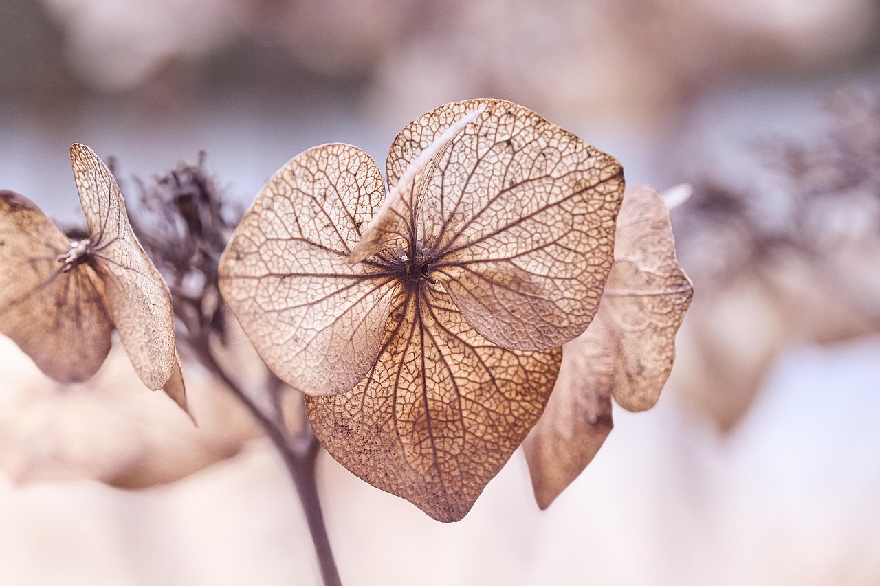 Bigger hydrangeas with successful propagation and best varieties