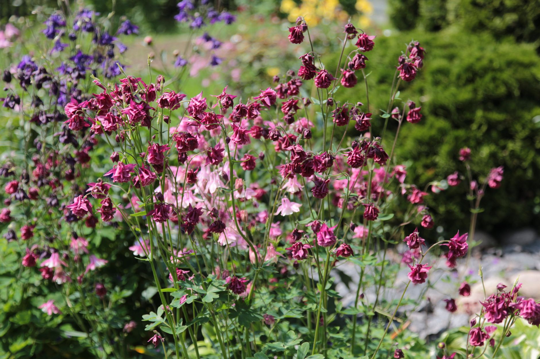 First‑Year Bloomers Bring Instant Colour to Gardens