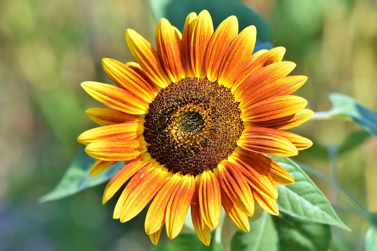 Plant Sunflowers Now for Happiest Garden