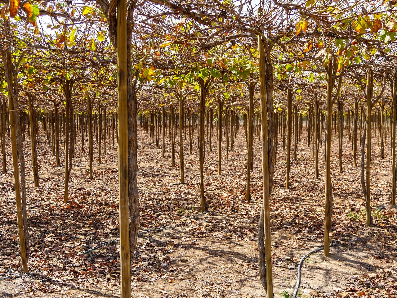 Drip irrigation system proves surprisingly easy setup