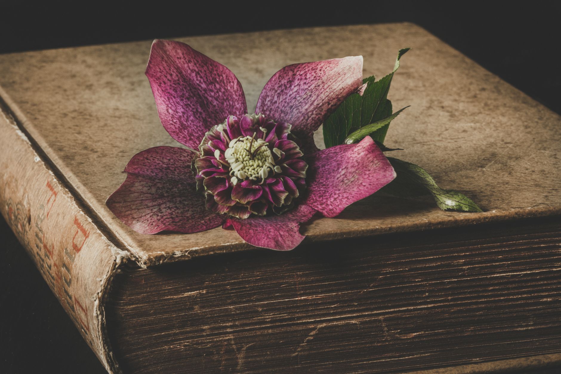 Floral photographer publishes latest book