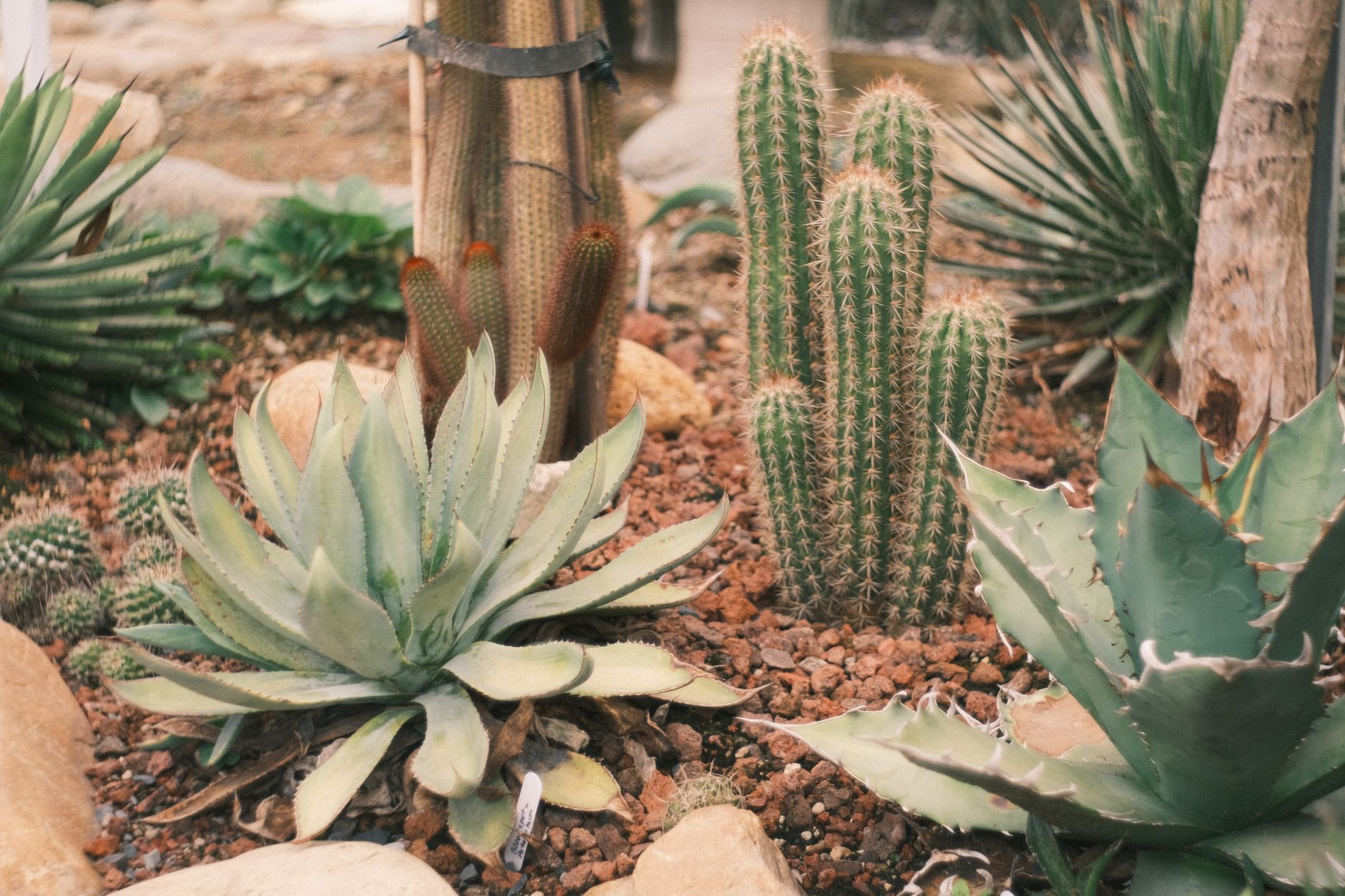 Heat-Proof Xeriscaping Yard Ideas This Year