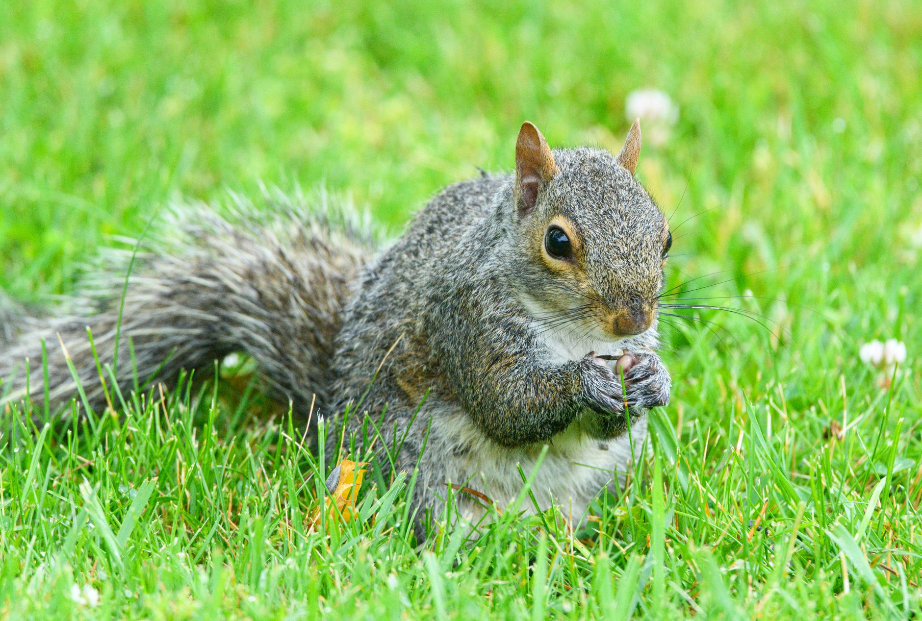 Feeding the lawn
