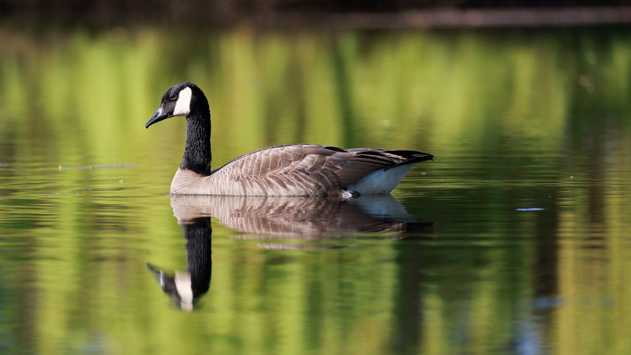 Get a Clearer Pond Today