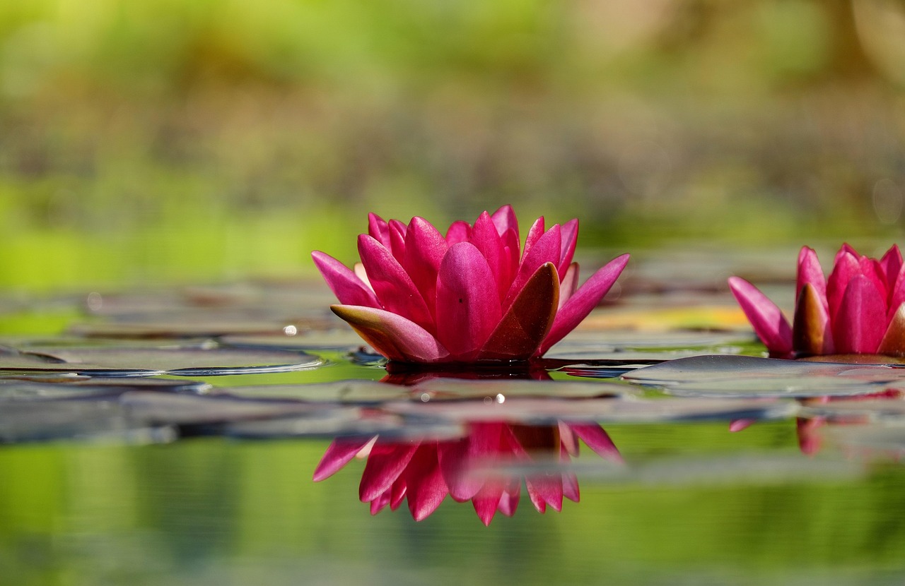 How to manage a Summer Pond!