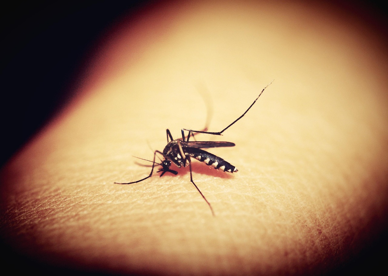 4 Danger of Mosquito Congenital Disease!