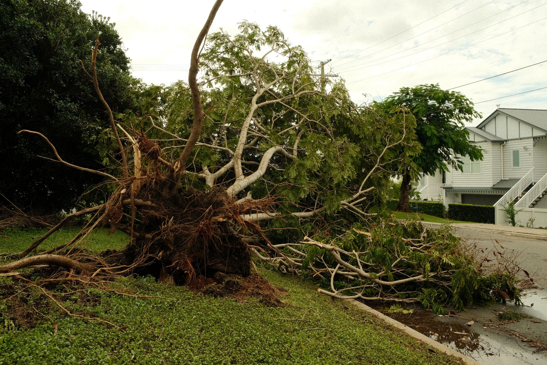 Post-Storm Tree Checklist: Hidden Damage and How to Spot It Before it Becomes Dangerous