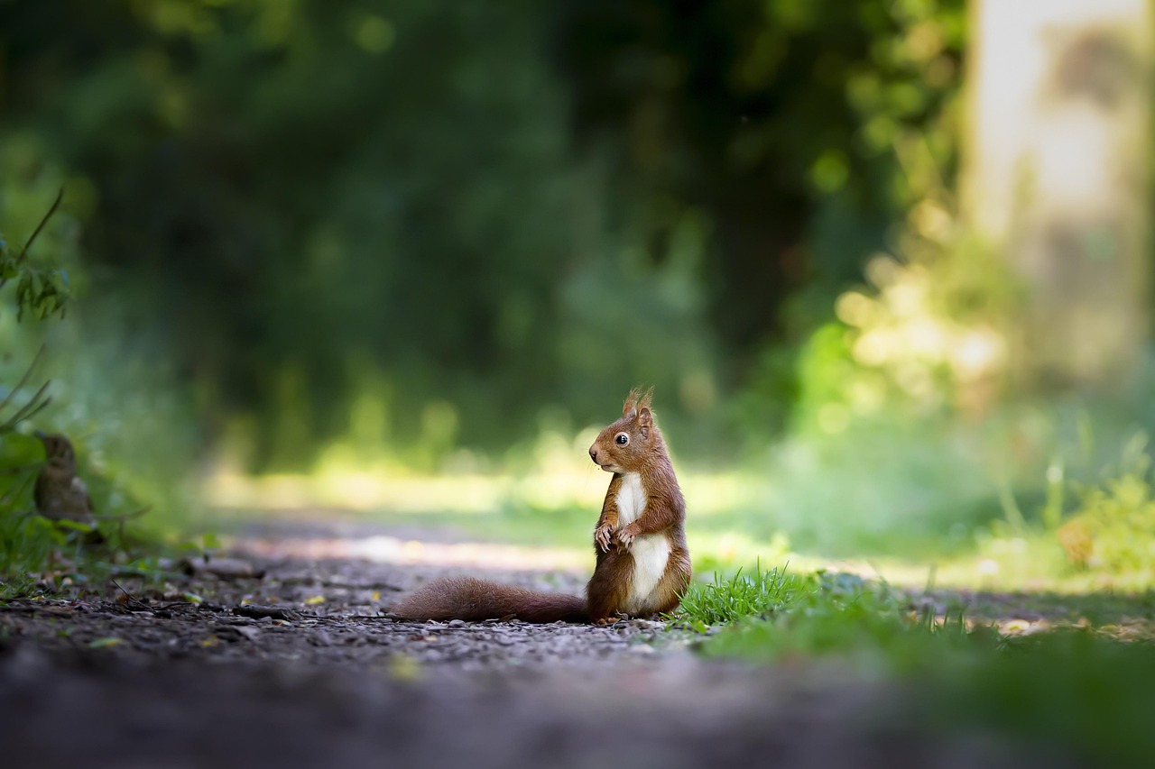 How To Control Rodents In Your Garden?