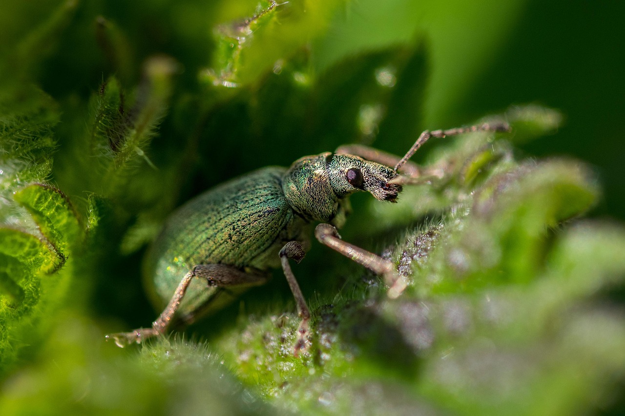 What Happens If I Still See Pests After Pest Control?
