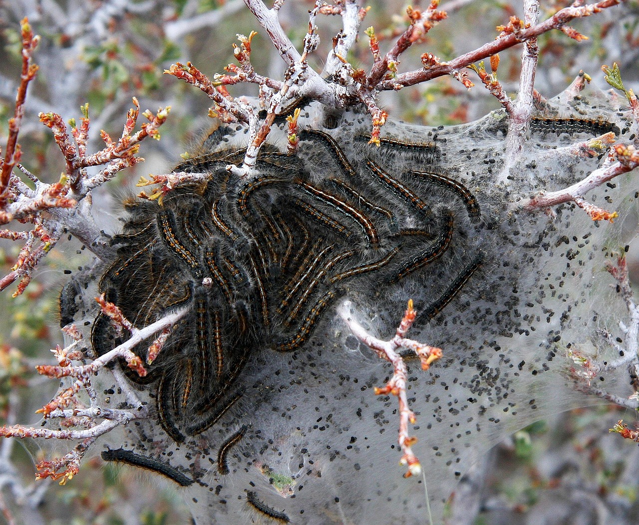What Season is Most Dangerous For Pest Infestation?&nbsp;