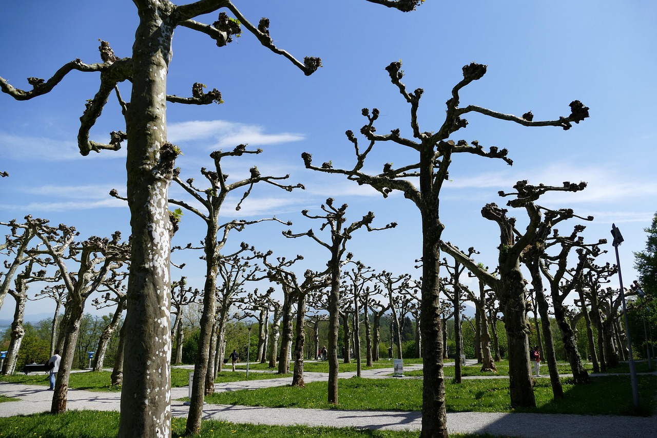 Why Is Tree Pruning Important?