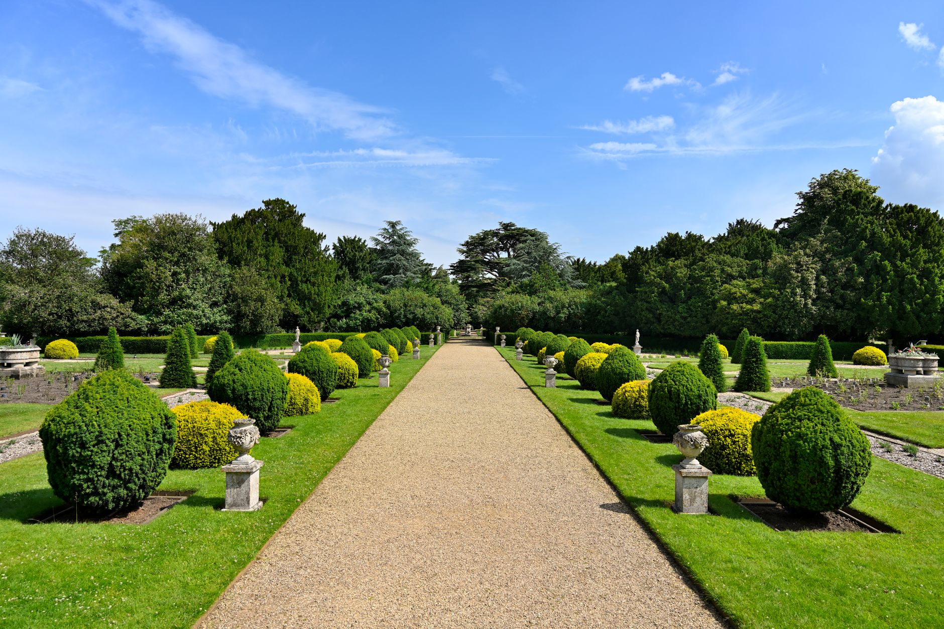 Effortless guide to growing and maintaining hedges