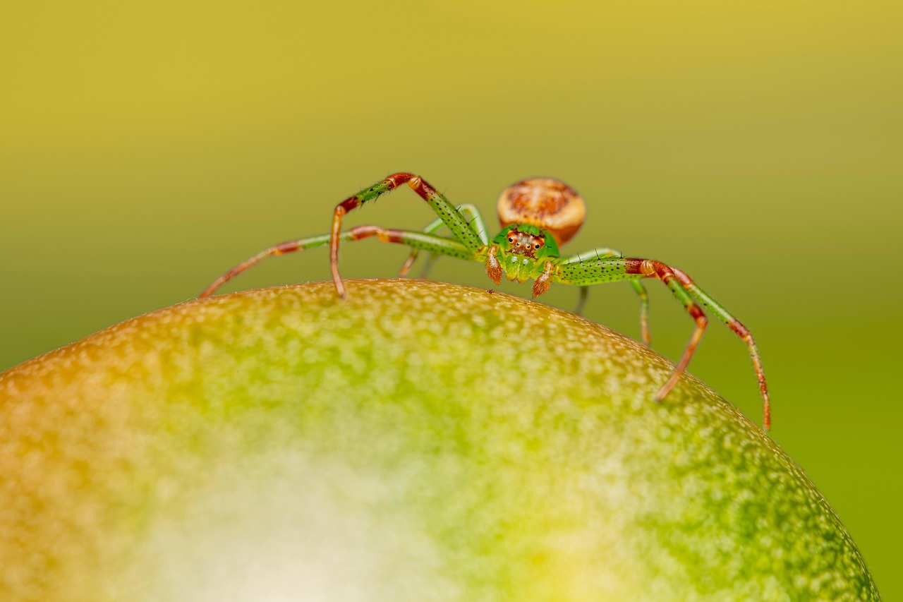 Spider Facts: 7 Things You Need to Know