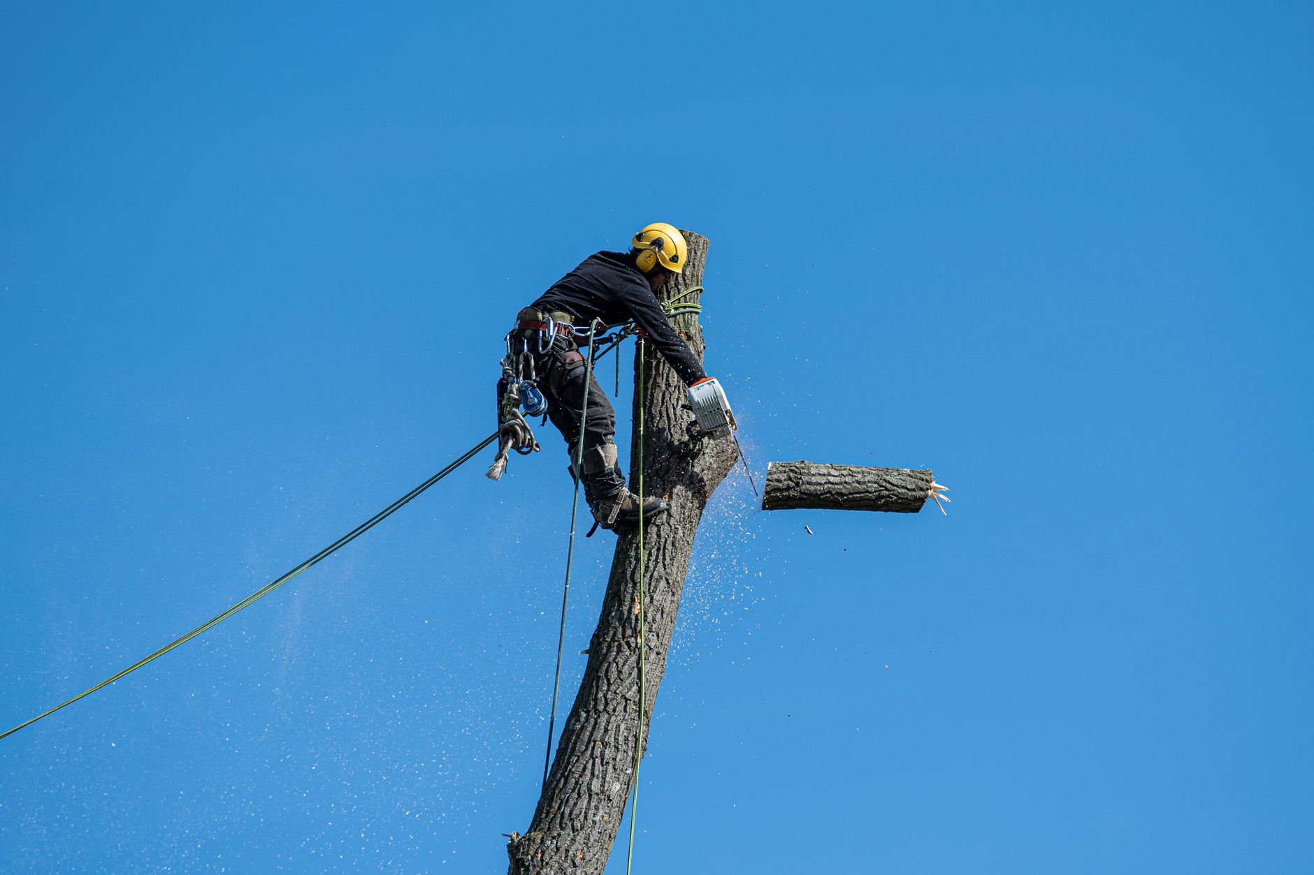 Tree Service Tips: The Ideal Time for Tree Care