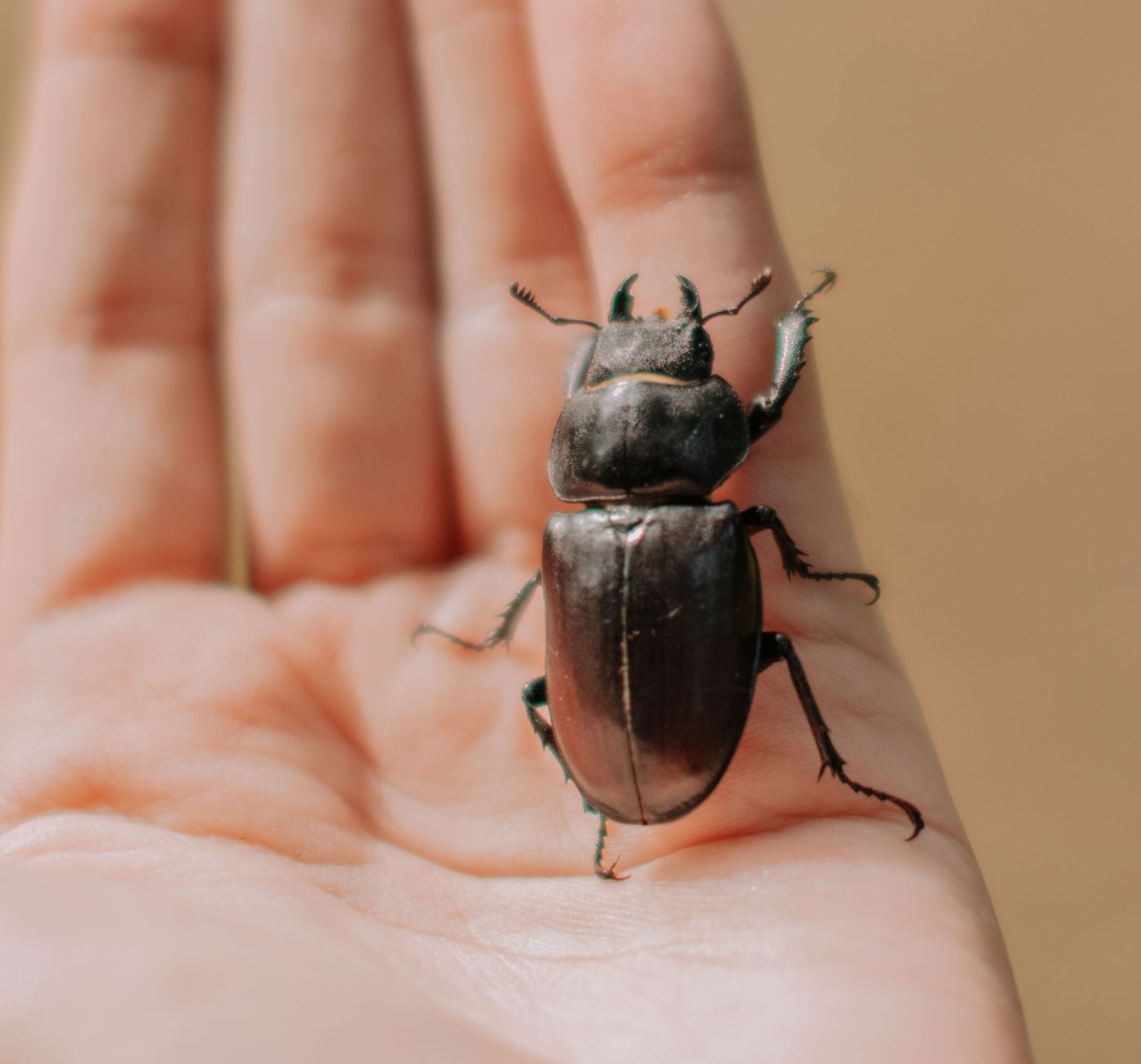 Exterminator: The Ultimate Guide to Pest Control Services