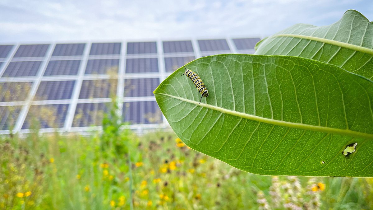 Solar farms altering local ecosystems