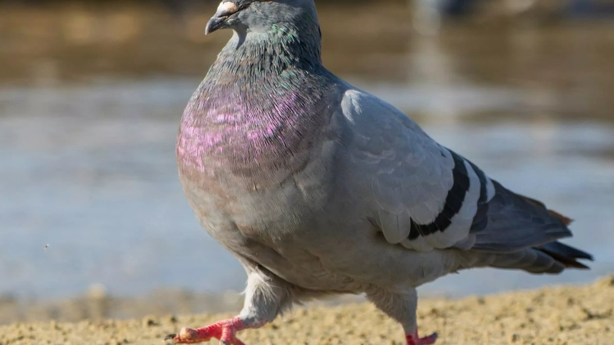 App sends messages via virtual carrier pigeon - carrier pigeon