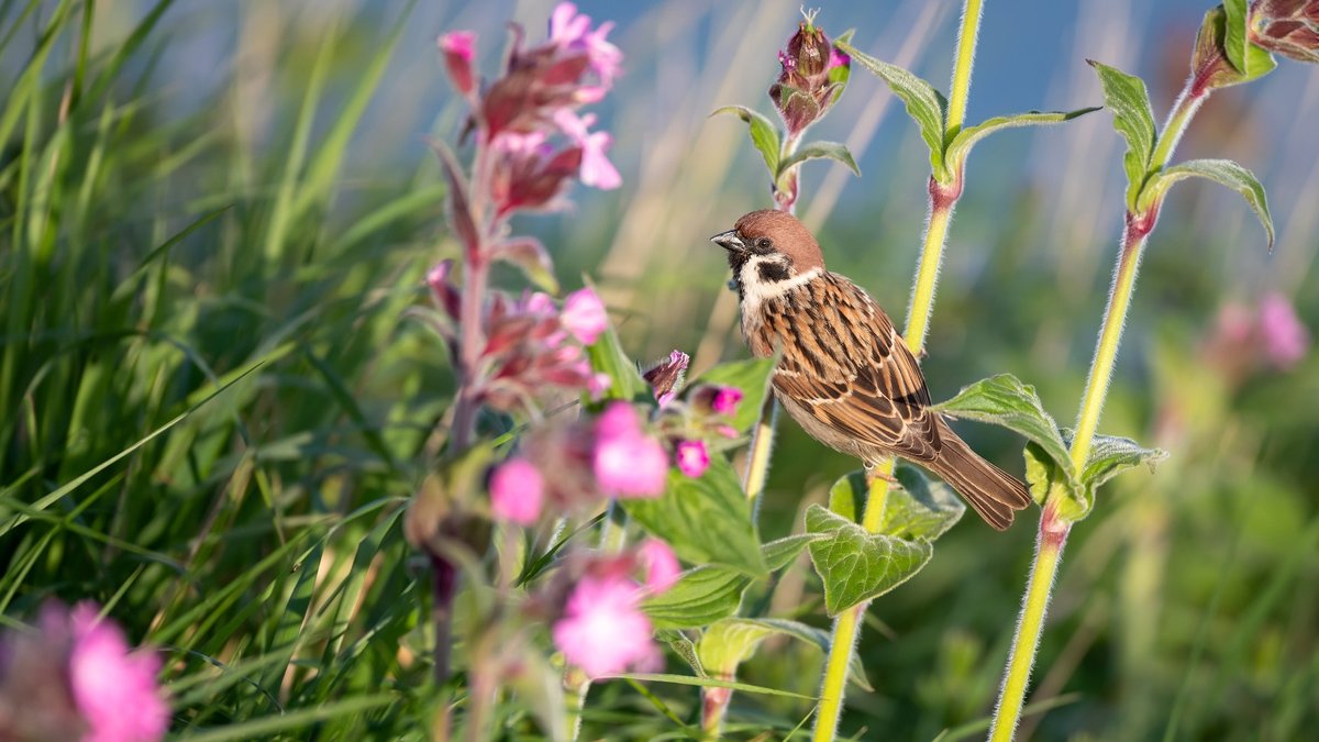 Garden plants that turn your yard into a bird haven