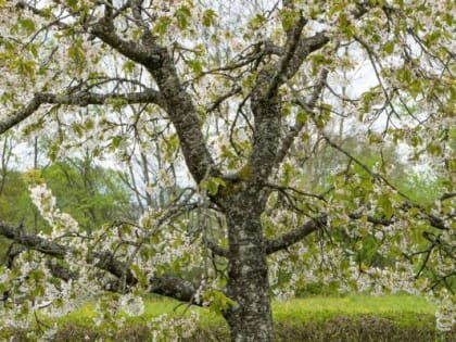 Как защитить плодовые деревья от калифорнийской щитовки