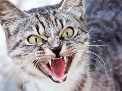 В Ростовской области в одной из станиц ввели карантин из-за бешеной кошки