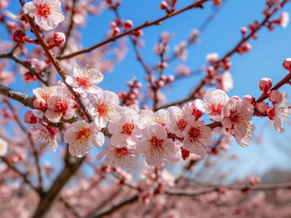 Правило карандаша. Что нужно помнить при высадке саженцев плодовых культур