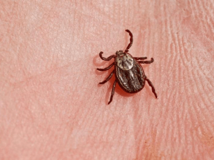 Более 4 тысяч жителей Ростовской области обратились к врачам из-за укусов клещей