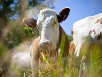 На Кубани в 2025г удвоит ставку субсидирования на приобретение КРС