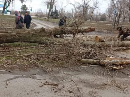 В Волгодонске старое дерево упало на проезд между домами