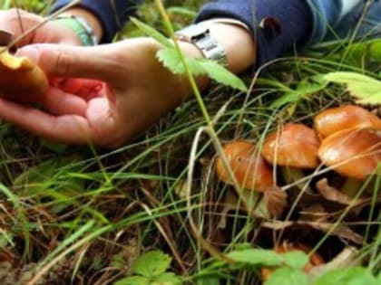 Опасность отравления грибами в Волгодонске