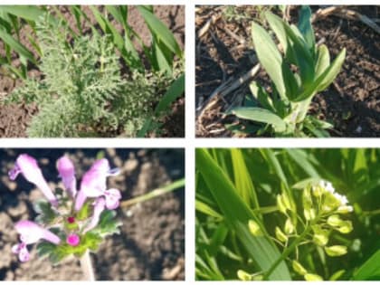 Эффективные методы борьбы с сорняками в период их цветения