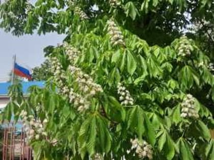 Четыре праздничных выходных в Шахтах будут солнечными и без осадков