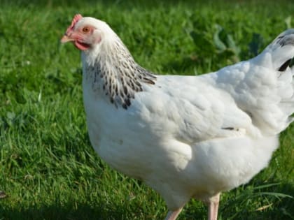 Ростовская область отправила на экспорт лошадей, индейку и утку