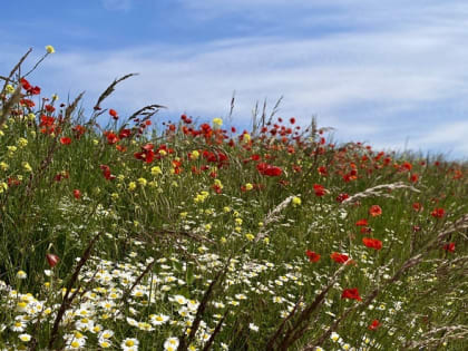 Первые летние выходные в Новочеркасске будут жаркими и солнечными