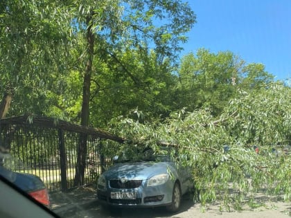 Дерево рухнуло прямо на автомобиль из-за сильного ветра на Западном в Ростове