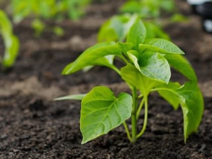 Благоприятные дни для посадки рассады в марте 2025: посевной календарь для огорода