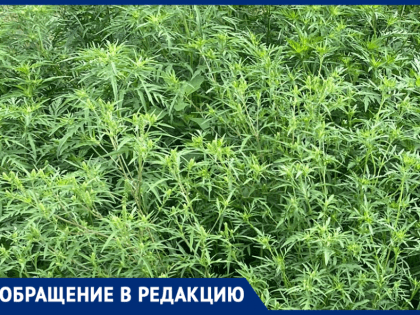 Амброзия: Проблема, с которой сталкивается наш город каждый год