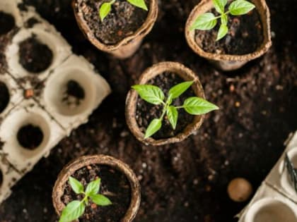 Семь причин замедленного роста рассады